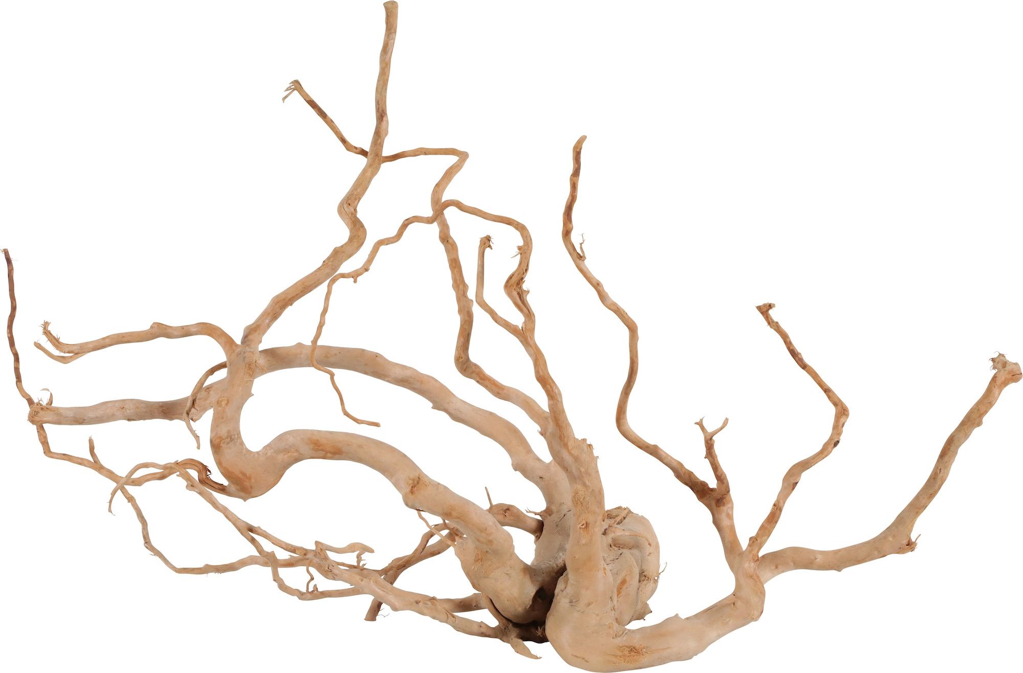 Zolux ZOLUX Japonský kořenový pavouk Jumbo