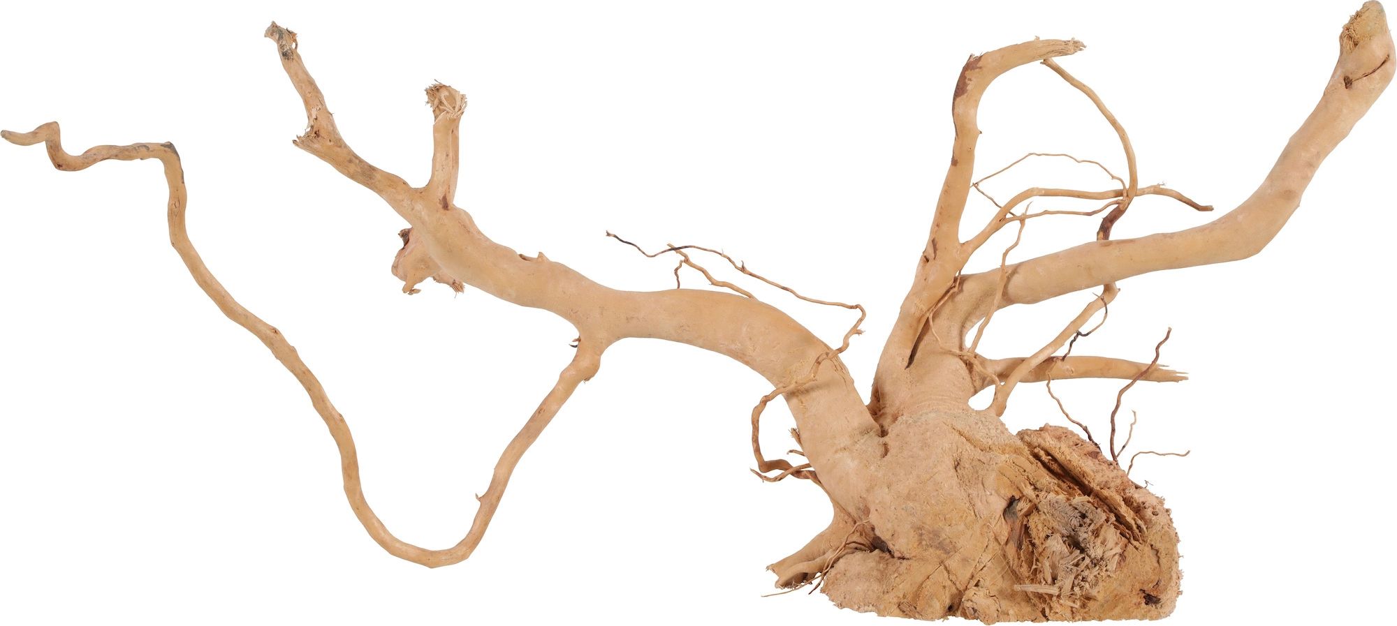 Zolux ZOLUX japonský kořenový pavouk Wood 50-60 cm