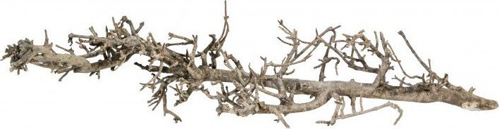 Terra Natura jižní kořen S, 15-25 cm