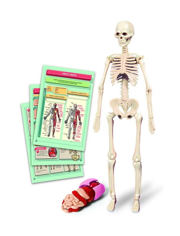 Vzdělávací hračka Clementoni The Human Body Mini-Set 50824