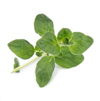 Véritable Lingot Pažítka - BIO