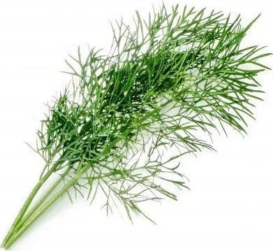 Véritable Lingot Kôpor - BIO