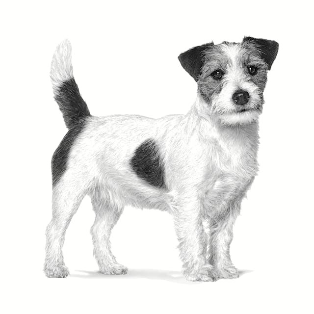 ROYAL CANIN Anallergenic Small VHN - suché krmivo pro psy - 3kg