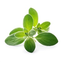 Véritable Lingot Majoránka - BIO