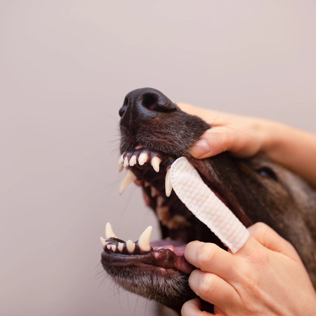 VetExpert Caryodent Finger Wipes - vitamíny pro psa - 100ml