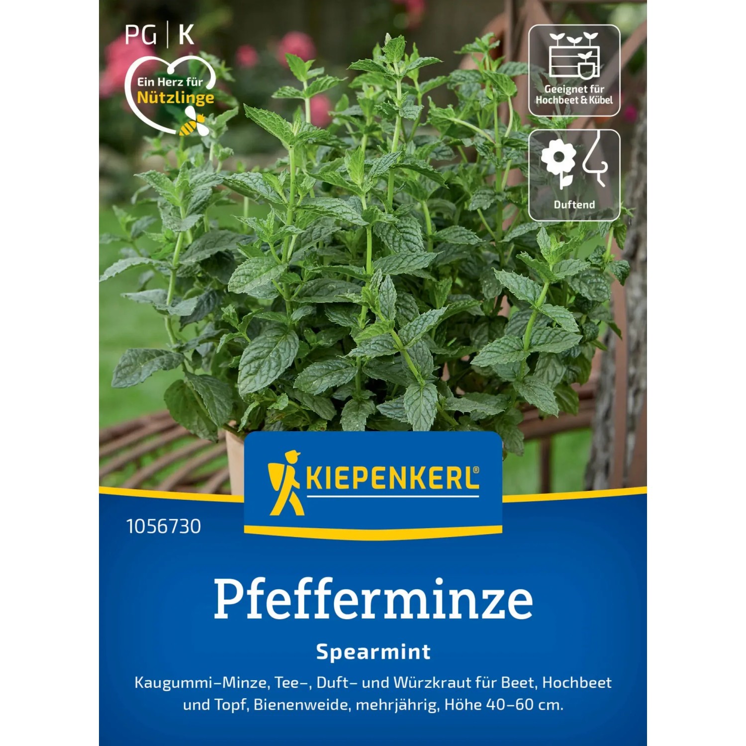 Kiepenkerl Máta peprná  Máta klasnatá  (Mentha spicata)