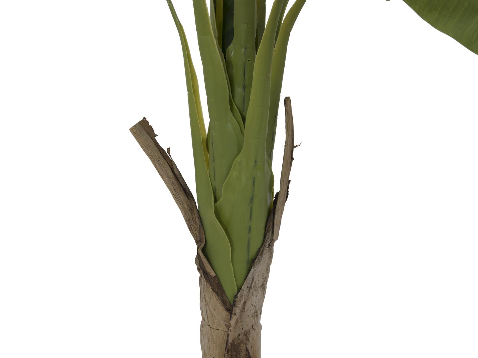 Banánovník, 145 cm