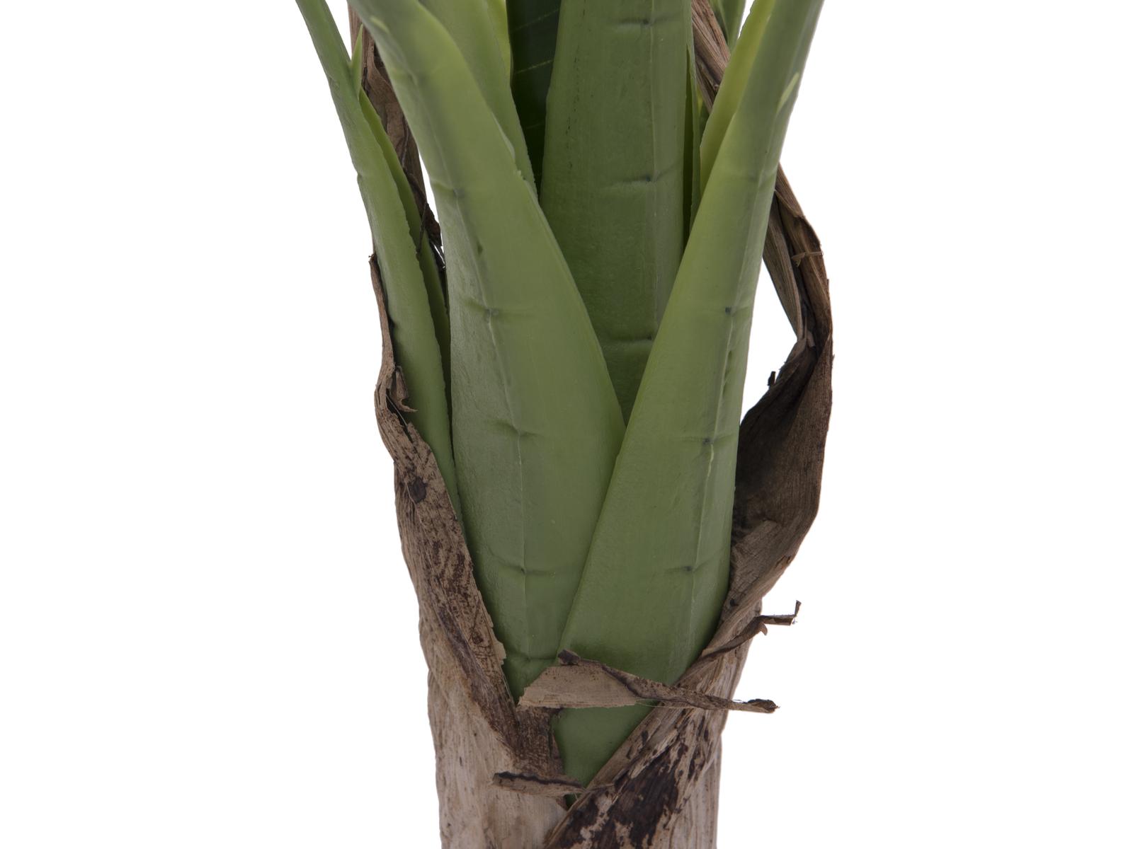 Banánovník, 100 cm